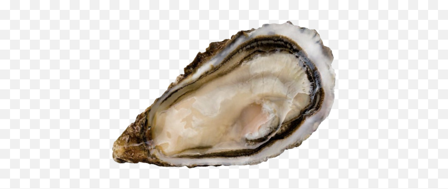 Daniel Sorlut Ostras - Tiostrea Chilensis Png,Oysters Png