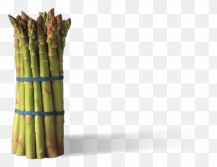 4th Draft - Bamboo Png,Asparagus Png