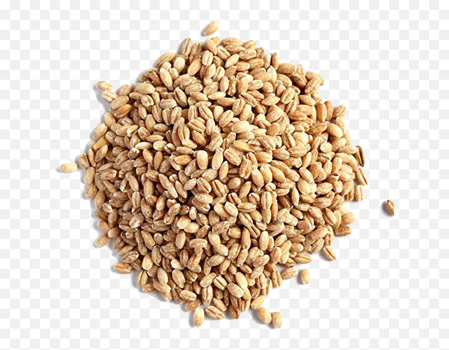 Barley Grain Png Image - Barley Seeds,Grain Png