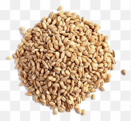 Barley Grain Png Image - Seeds