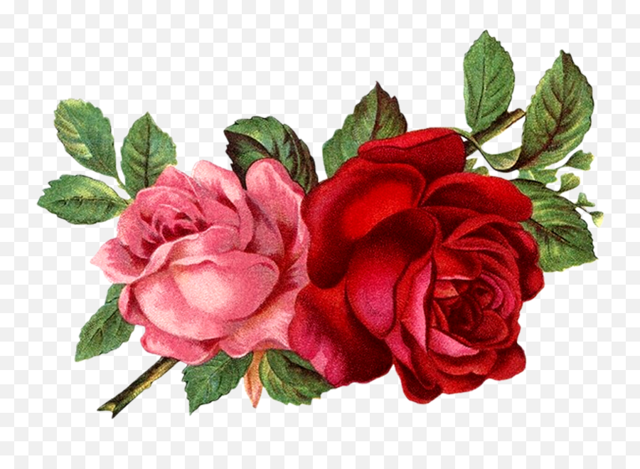Flores Rojas Vintage Png Clipart - Full Size Clipart Vintage Roses Png ...