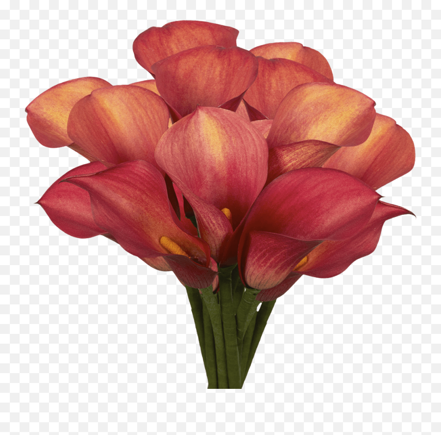 Premium Burgundy Red Calla Lily Flowers - Tulip Png,Calla Lily Png