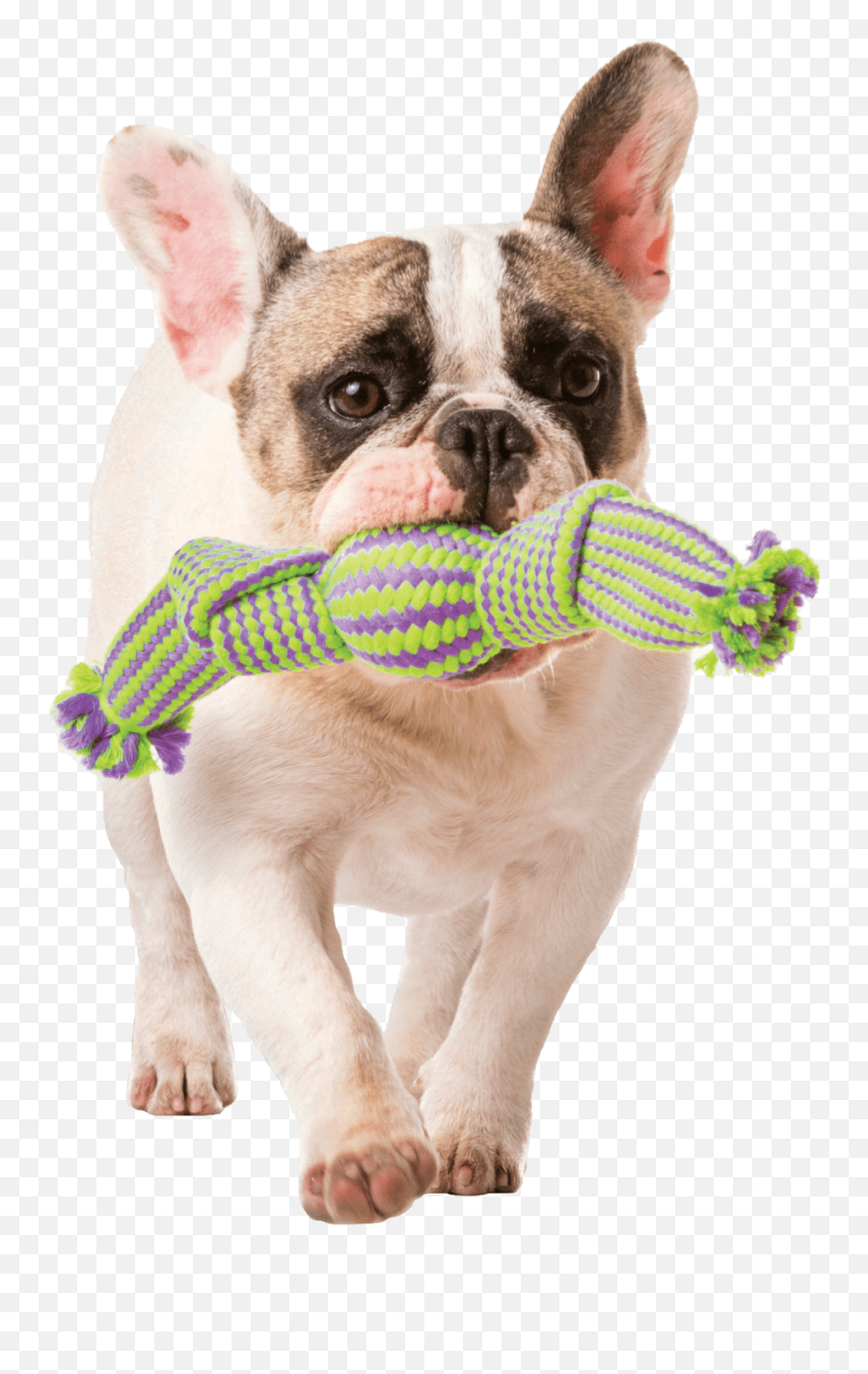 Mammoth Candy Wrap Dog Toy - Pet Playing Png,Dog Toy Png