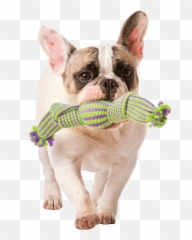 Mammoth Candy Wrap Dog Toy - Pet Playing Png,Dog Toy Png