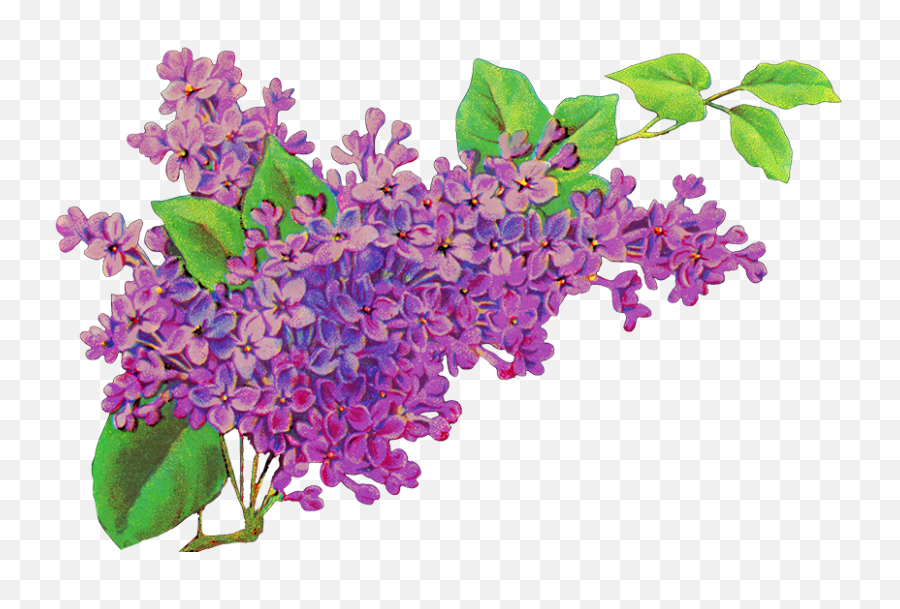 Lilac Flower Png Picture - Lilac Clipart Png,Lilac Png