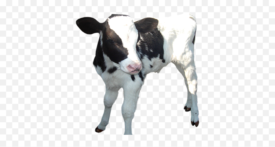 Cow Calf Baby Png Picture - Baby Cow Transparent Background,Cattle Png