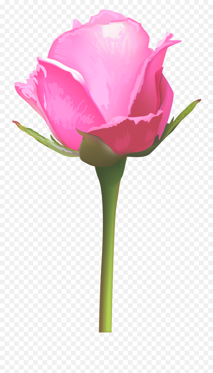 Single Pink Rose Flower Clipart - Single Pink Rose Flower Png,Pink Rose Transparent