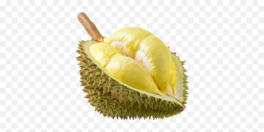 Variety Monthong Stinky Durio - Durian Fruit Png,Durian Png