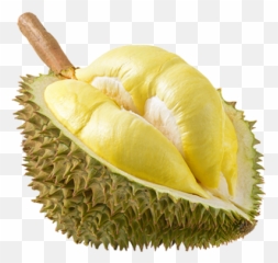 Variety Monthong Stinky Durio - Durian Fruit Png,Durian Png