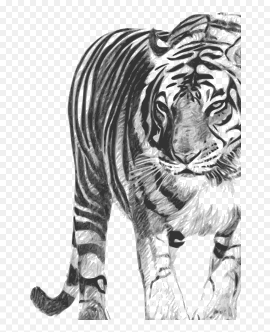 Bengal Tiger Svg Vector Clip Art - Svg Clipart Bengal Tiger Png,Bengal Tiger Icon