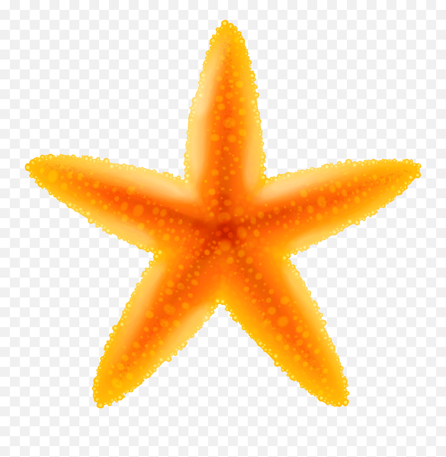 Clip Art Png Starfish Transparent