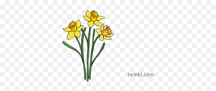 Daffodils Illustration - Daffodil Illustration Png,Daffodil Icon
