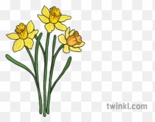 Daffodils Illustration - Daffodil Illustration Png,Daffodil Icon