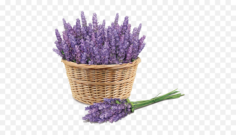 Download Free Purple Price Lavender - Lavender Png,Lavender Icon