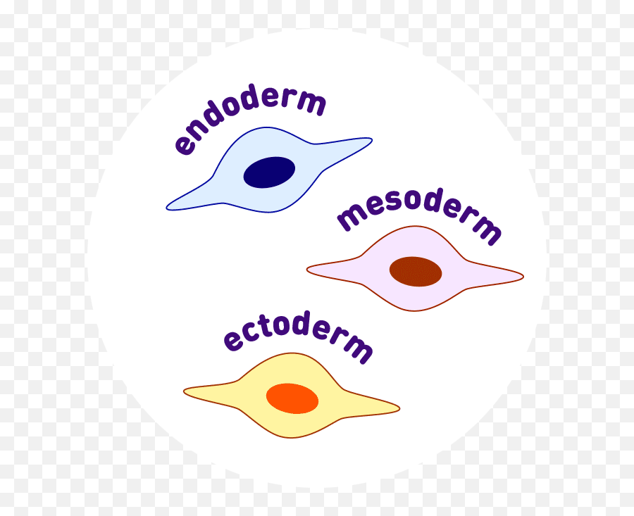 Differentiate The Stem Cell Card Game Amnh - Dot Png,Inside Game Icon