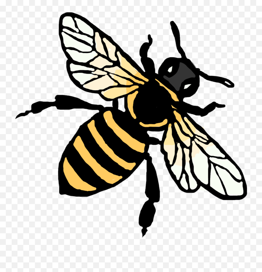Bee Insect Honey - Free Image On Pixabay Don T Vegans Eat Honey Png,Honey Bee Icon