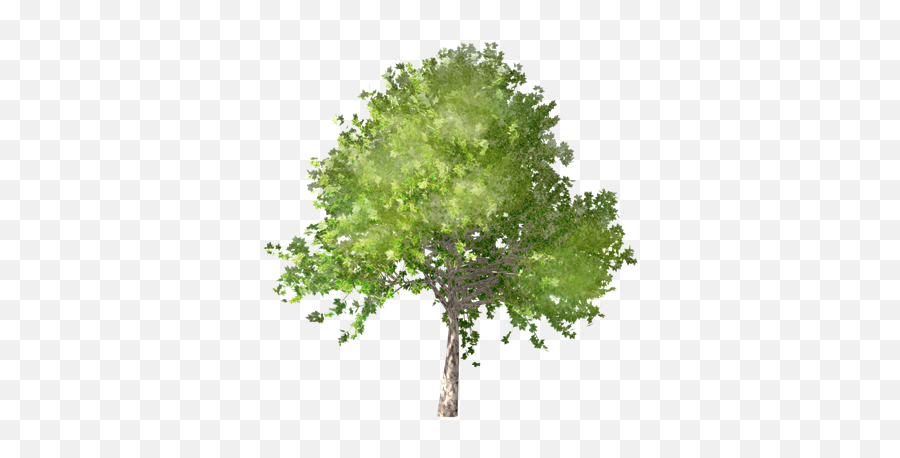 Bim Object - Trees Elm Tree 3 Plants Polantis Revit Png Elevation Of Tree,Araucaria Tree Brazil Icon