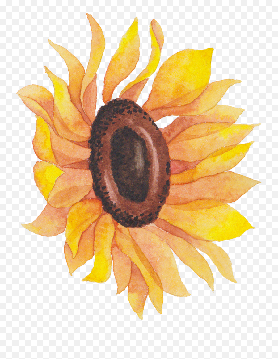 Sunflowers Png Watercolor Picture - Transparent Watercolor Flower Art,Watercolor Sunflower Png