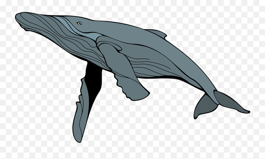 Whale Gray Mam - Free Vector Graphic On Pixabay Transparent Humpback Whale Clipart Png,Whale Transparent Background