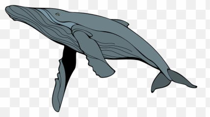 Whale Gray Mam - Free vector graphic on Pixabay Transparent Humpback Clipart png
