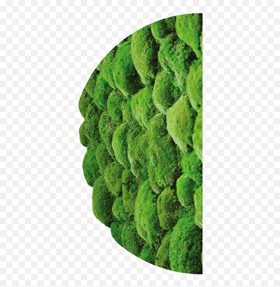 Green Walls With Plants And Moss - Why Itu0027s Worth It Candied Fruit Png,Green Wall Png
