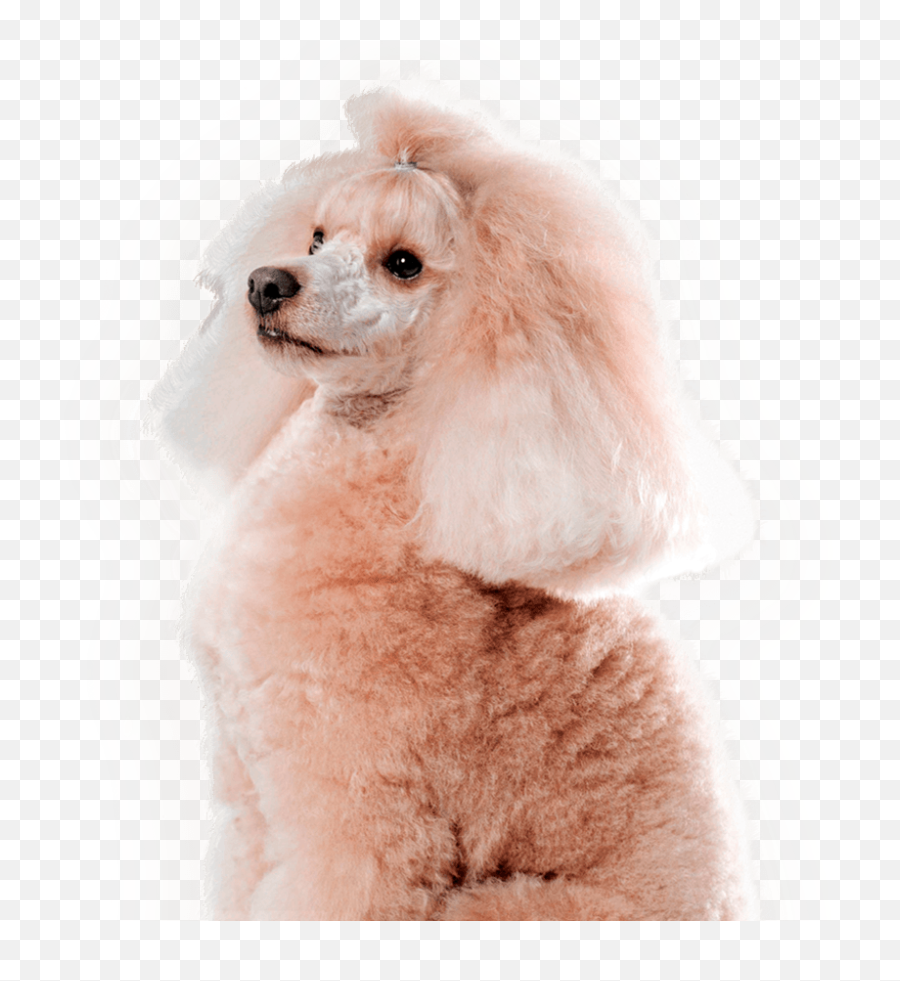 Pet Secret - Standard Poodle Png,Poodle Png