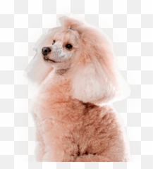 Pet Secret - Standard Poodle Png,Poodle Png