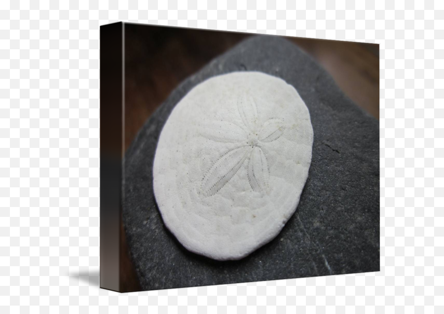 Sand Dollar By Izzy F - Sand Dollar Png,Sand Dollar Png