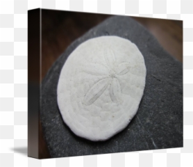 Sand Dollar By Izzy F - Sand Dollar Png,Sand Dollar Png