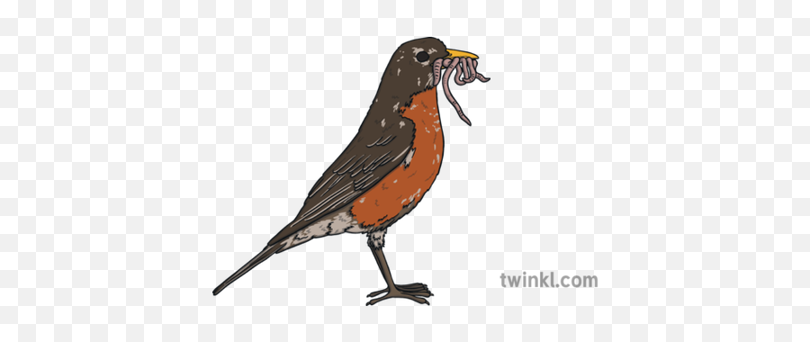 American Robin Eating Worms Illustration - Twinkl Robin Png,Worms Png
