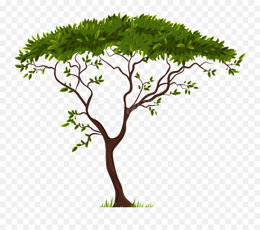 Download Hd Free Png Exotic Tree Clipart Photo - Tree Clipart Transparent Background,Trees Background Png