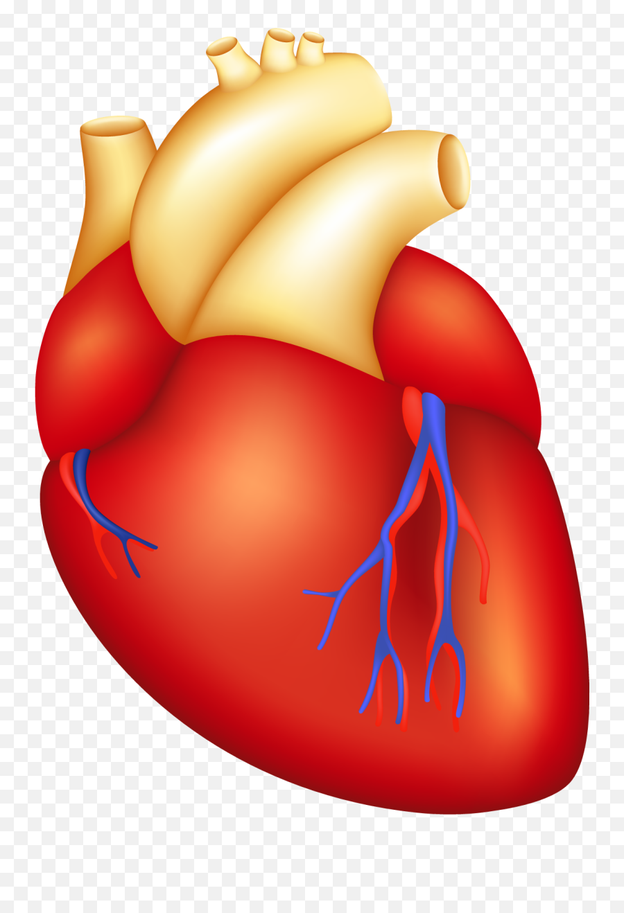 Cartoon Human Heart - Heart Body Parts Clipart Png,Human Heart Png - free  transparent png images 