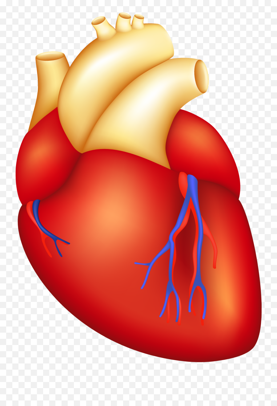 Cartoon Human Heart - Heart Body Parts Clipart Png,Human Heart Png