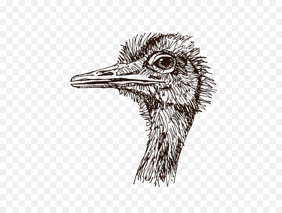 Download Ostrich Head Png Transparent - Uokplrs Avestruz Para Colorear Cara,Ostrich Png