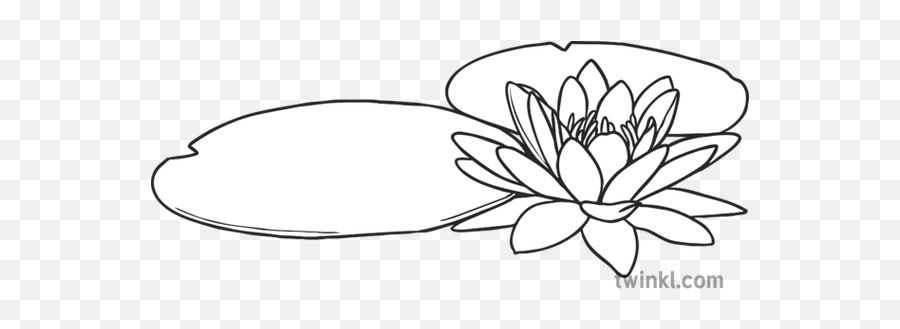 Water Lily Flower Plant Monet Tate Partnership May 2019 Ks1 - Water Lily Clipart Black And White Png,Water Lily Png