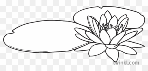 Free Transparent Lilies Png Images Page 8 Pngaaa Com