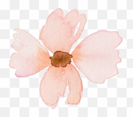 Download Flower 1 - Phlox Png,Honeysuckle Png