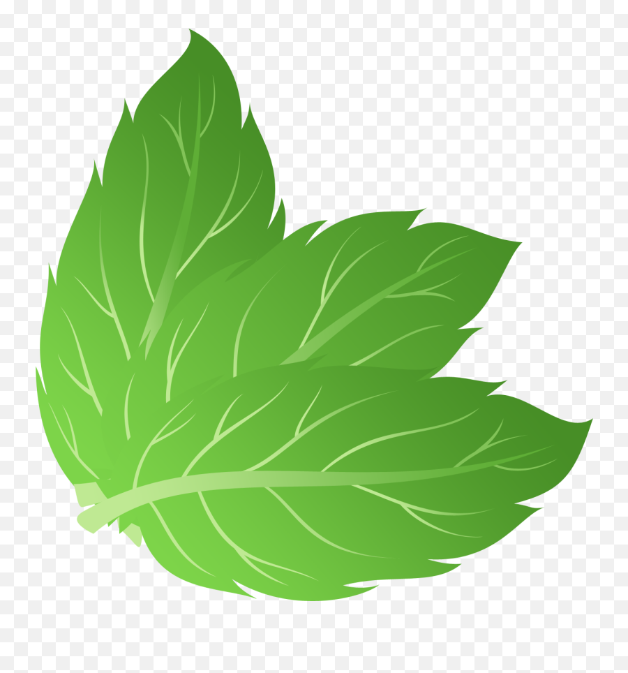 Mint Leaves Vector Png - Vector Mint Leaf Png,Mint Leaves Png