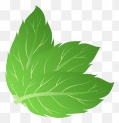 Mint Leaves Vector Png - Leaf