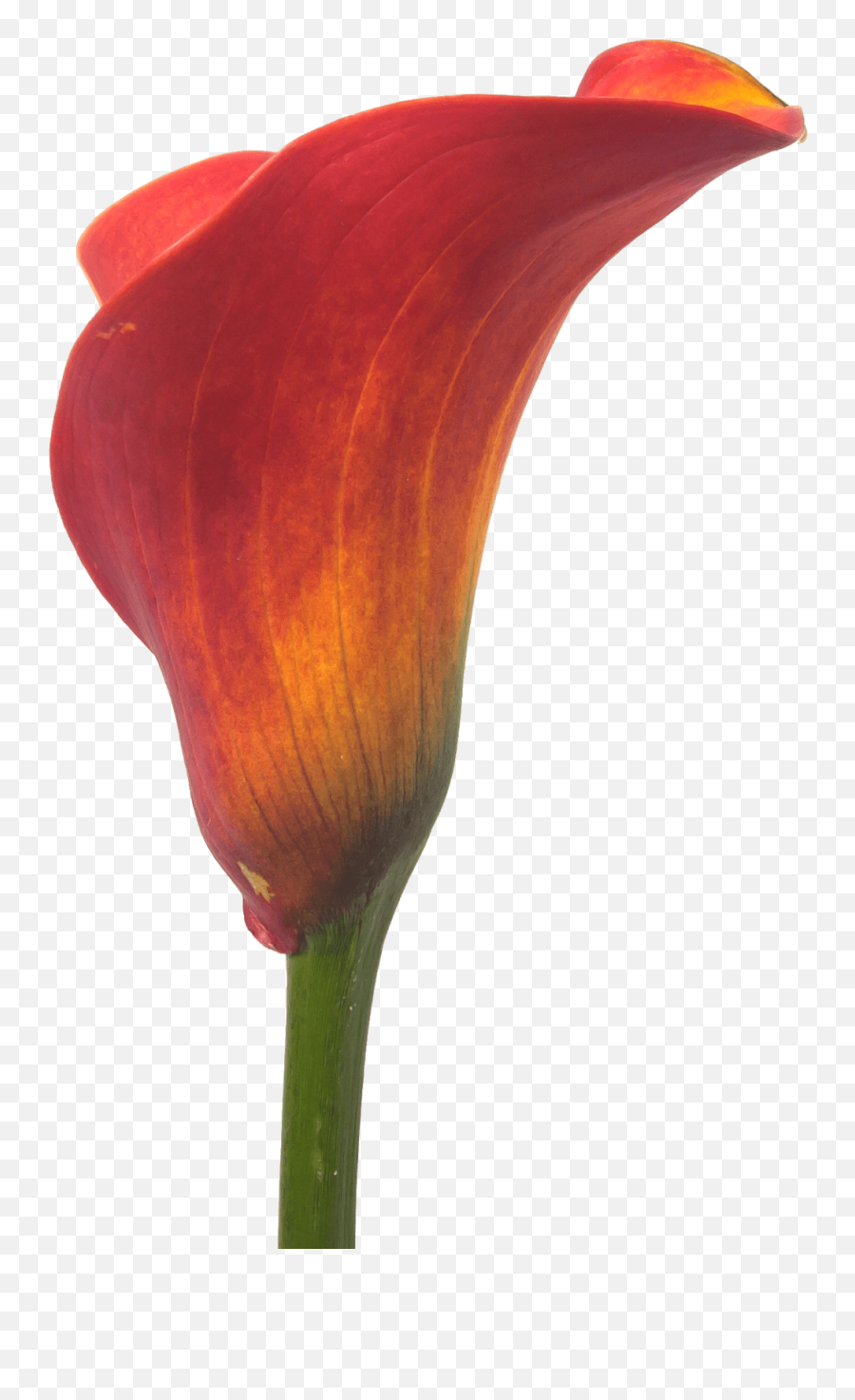 Calla Trinity - Lovely Png,Calla Lily Png