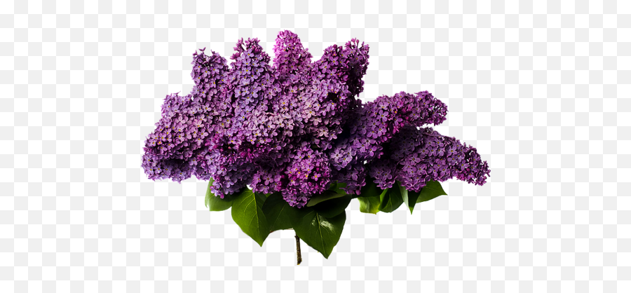 Download Lilac Png Photos - Lilac Png,Lilac Png