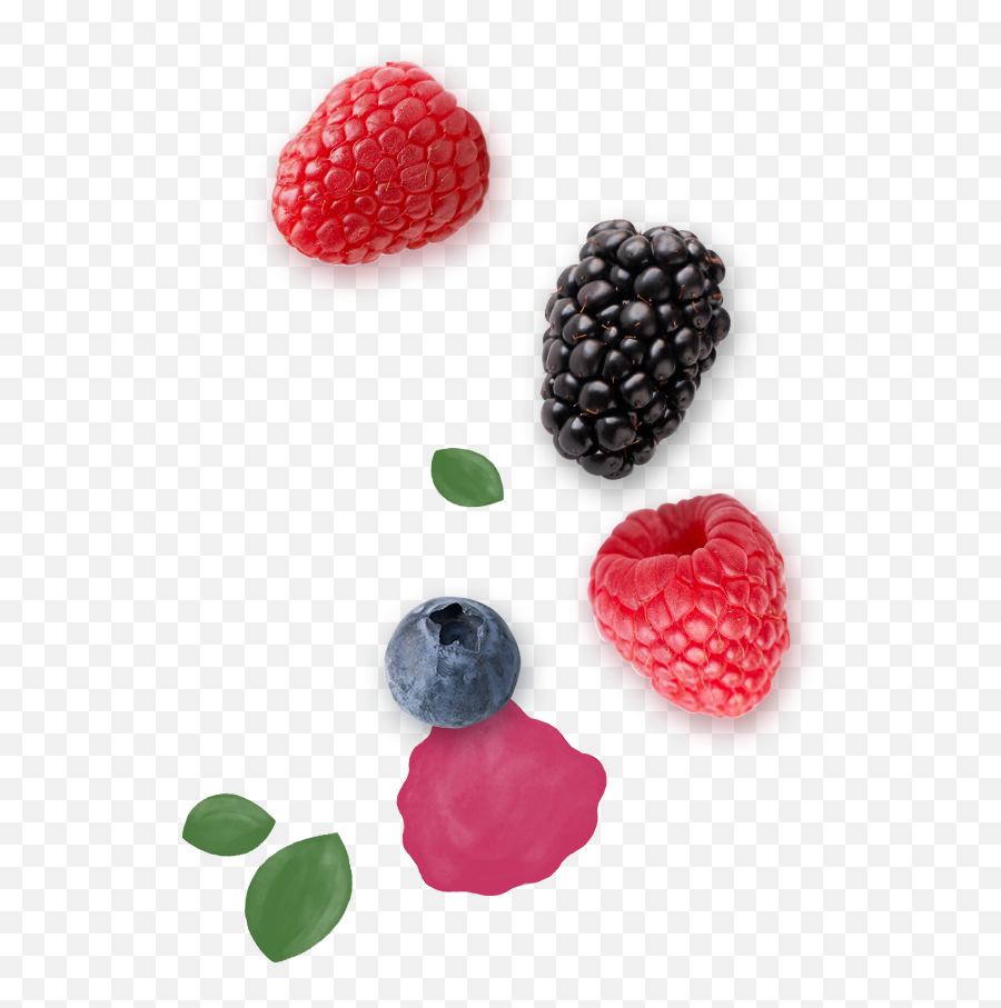 Join Our Rewards Club - Driscollu0027s Driscolls Berries Transparent Png,Blackberries Png