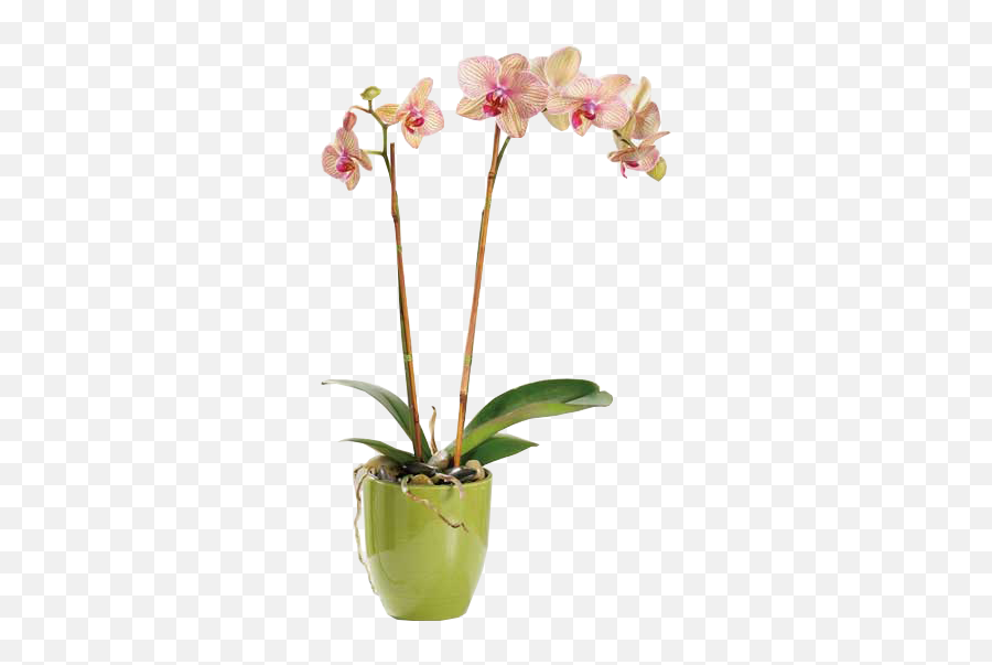 Orchids Png - Orchid Plant,Orchids Png
