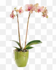 Orchids Png - Orchid Plant,Orchids Png
