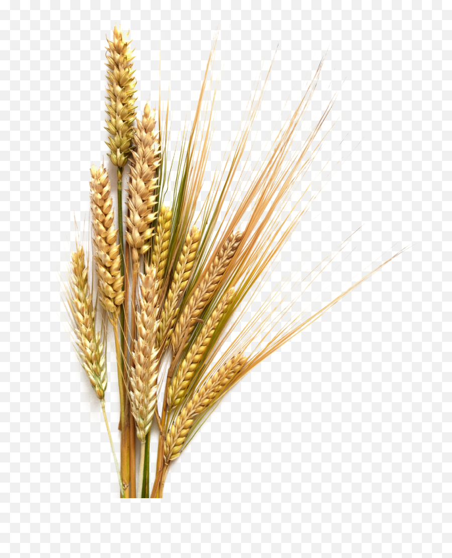 Download Royalty Free Sheaf Of Wheat - Transparent Background Wheat Png,Grains Png
