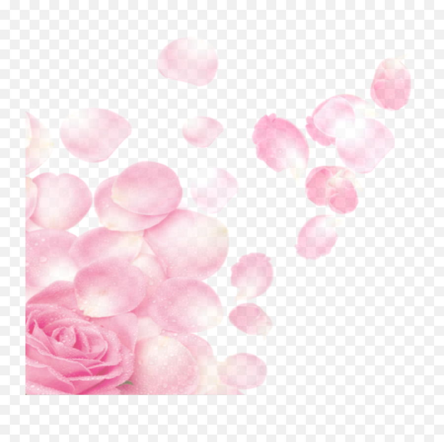 Ftestickers Flower Petals Rose - Pink Rose Petals Png,Pink Rose Transparent