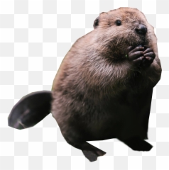 Pin By Charudeal - Beaver Png,Bear Head Png