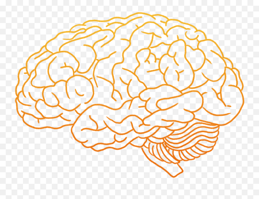 Brain Transparent Png Picture - Transparent Png Image Brain Png,Human Brain Png
