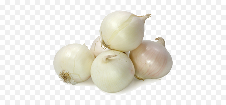 Download White Onion Png - Small White Onion Full Size Png White Onion Transparent Background,Onion Png