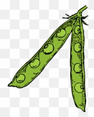 Pea Pod Png Svg Clip Art For Web - Download Art Peas